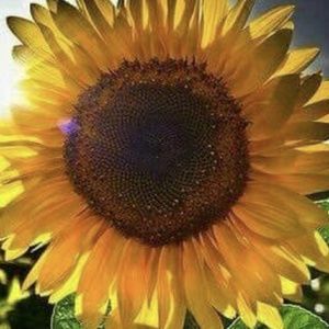 Meet your Posher, Weezie